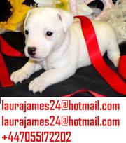Health Excellent Jack Russells Puppies Are Now 